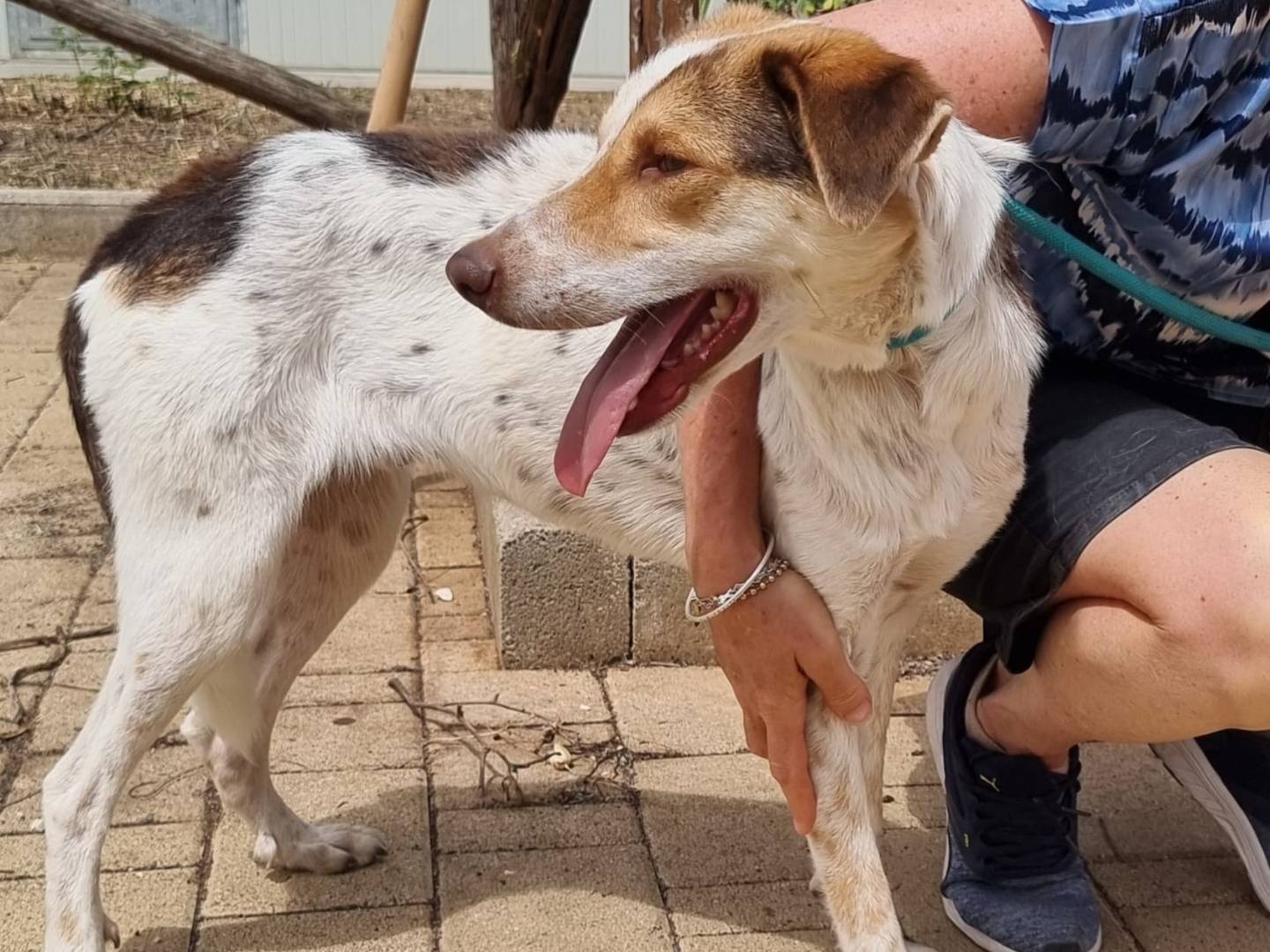 Adotta un cane, maschio, 3 anni e 2 mesi, Bergamo