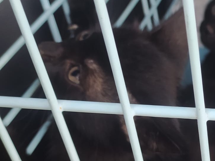 Adozione gatto, femmina, Razza sconosciuta Razza sconosciuta, 1 mesi, taglia non valida, Torino
