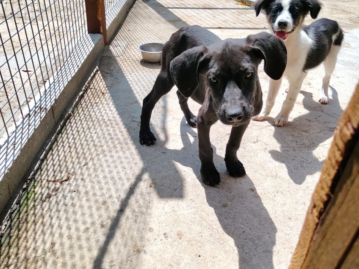 Vuoi adottare un cane a Vibo?