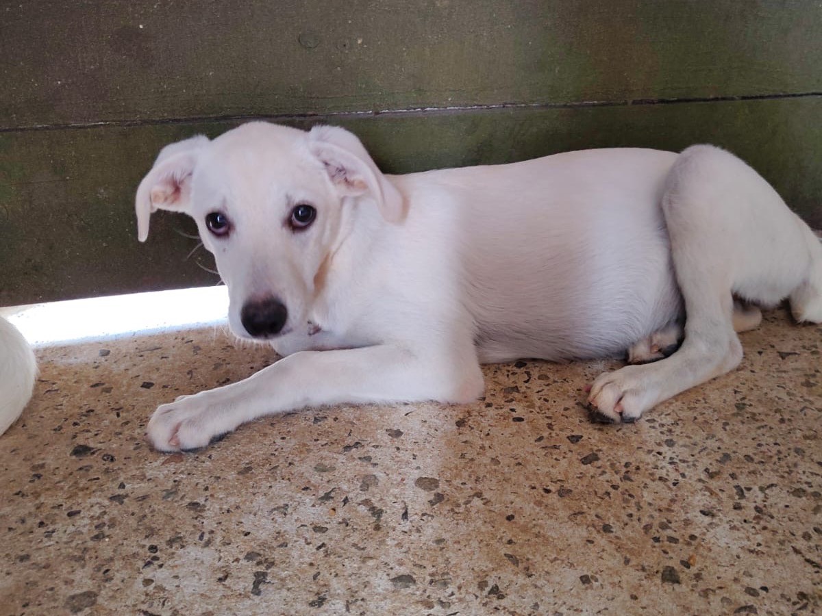 Adozione cane, femmina, Razza sconosciuta Razza sconosciuta, 3 mesi, taglia media, Vibo