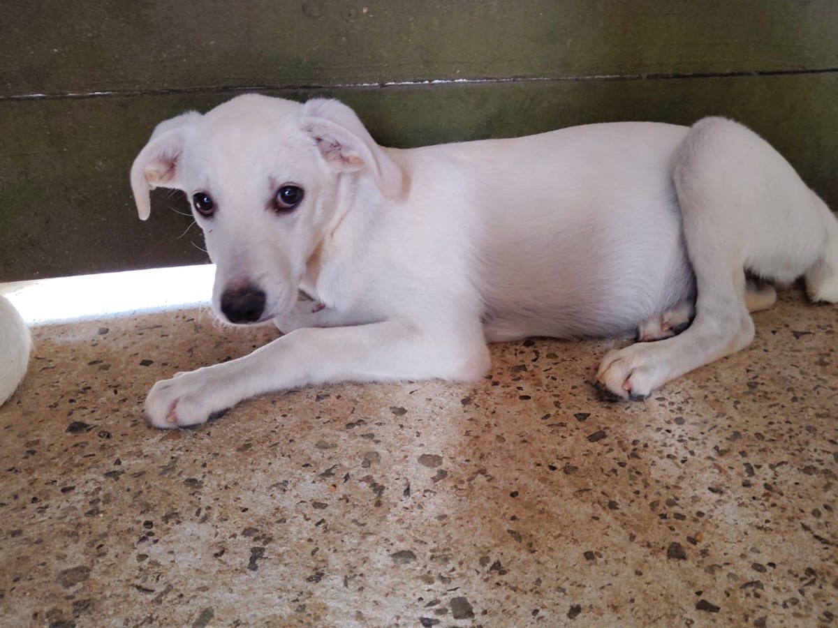 Adotta un cane, femmina, 3 mesi, Vibo
