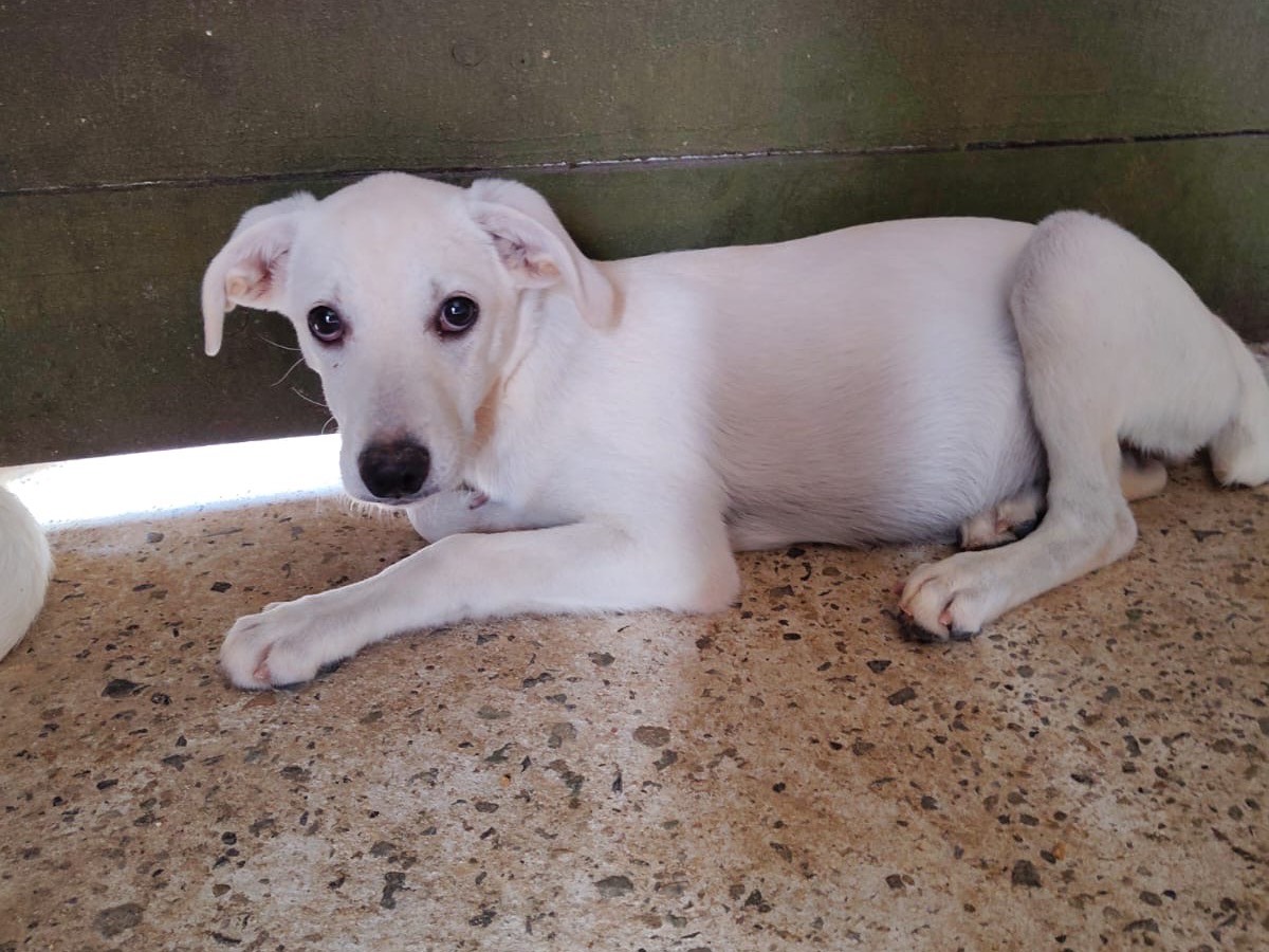 Adotta un cane, taglia media, femmina, Vibo