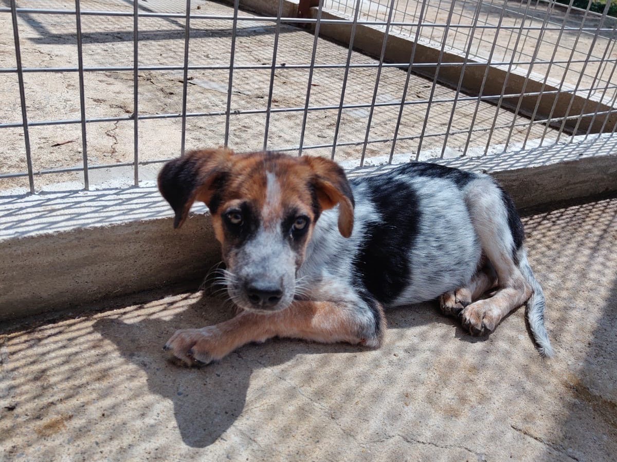 Adozione cane, maschio, Razza sconosciuta Razza sconosciuta, 3 mesi, taglia media, Vibo