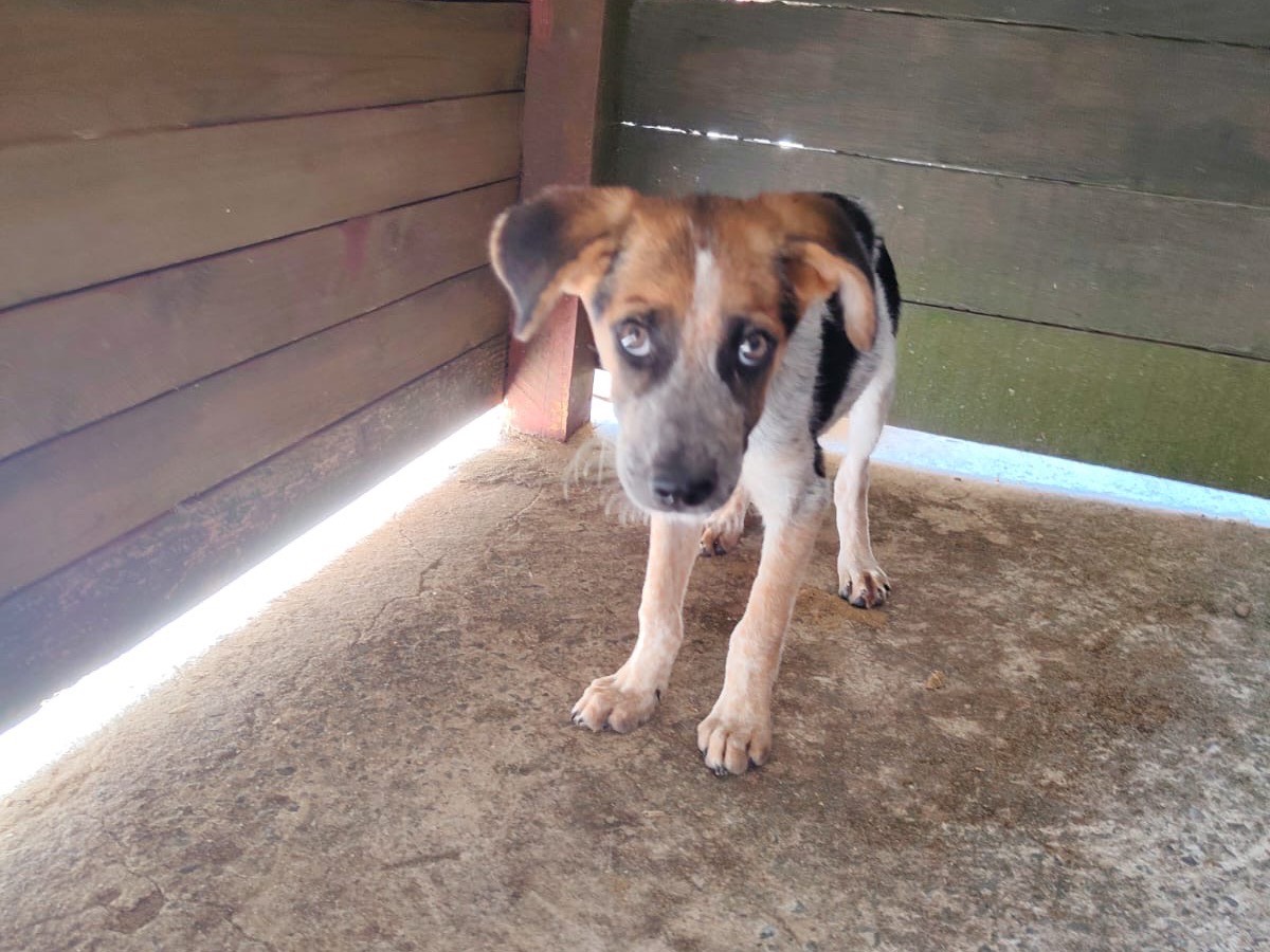 Adotta un cane, taglia media, maschio, Vibo