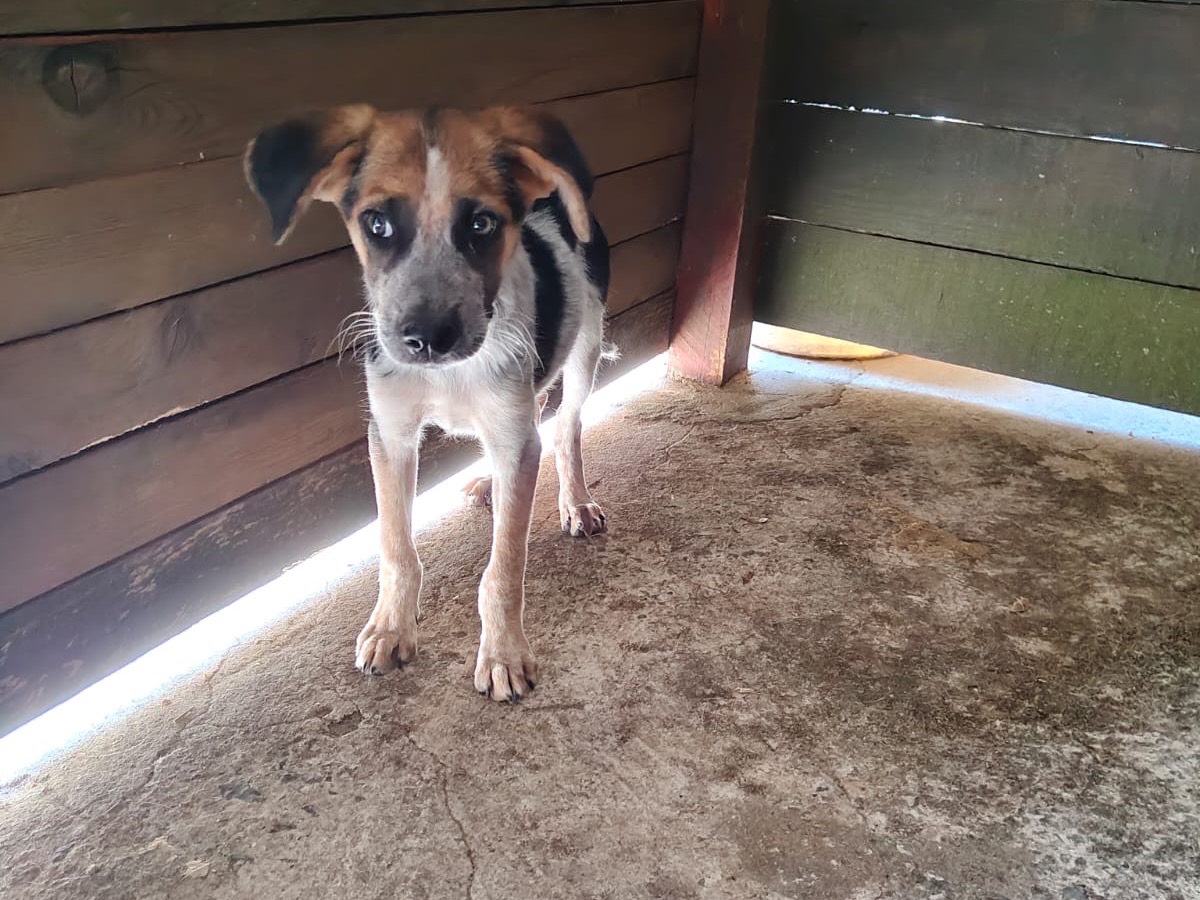 Vuoi adottare un cane a Vibo?