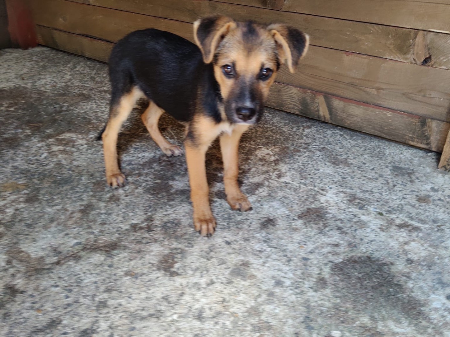Adozione cane, maschio, Razza sconosciuta Razza sconosciuta, 3 mesi, taglia media, Vibo