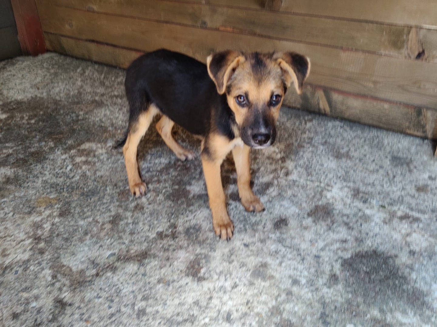 Adotta un cane, maschio, 3 mesi, Vibo