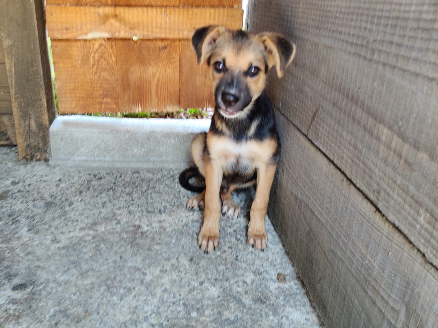 Adotta un cane, taglia media, maschio, Vibo