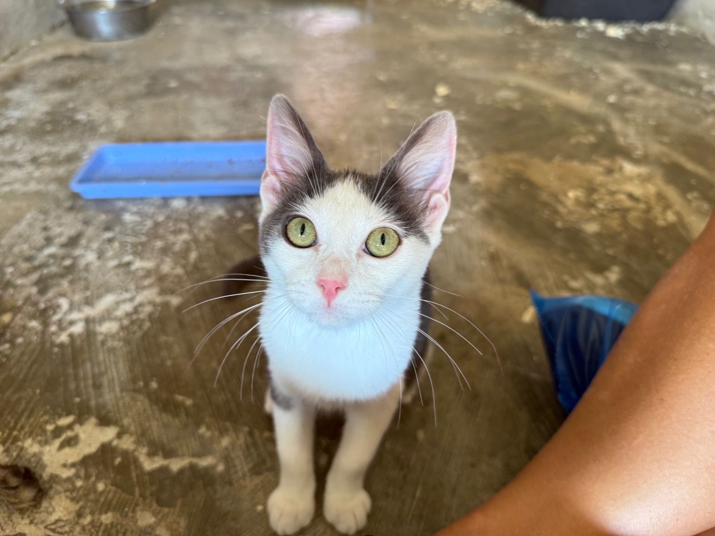 Adozione gatto, femmina, Razza sconosciuta Razza sconosciuta, 3 mesi, taglia non valida, Roma