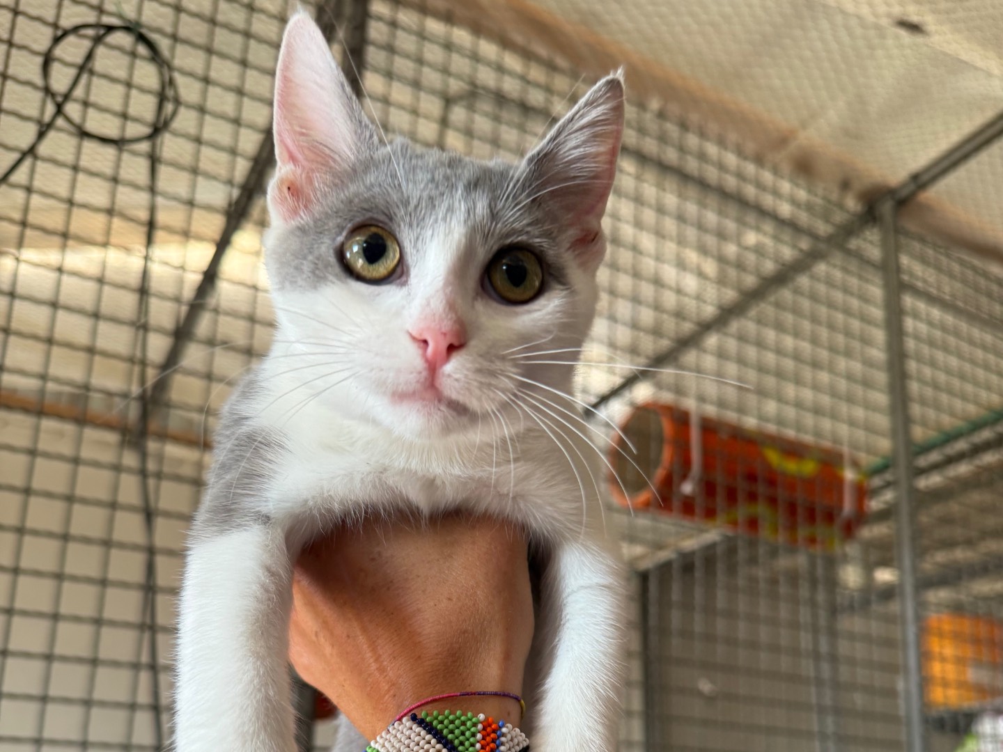 Adotta un gatto, femmina, 3 mesi, Roma