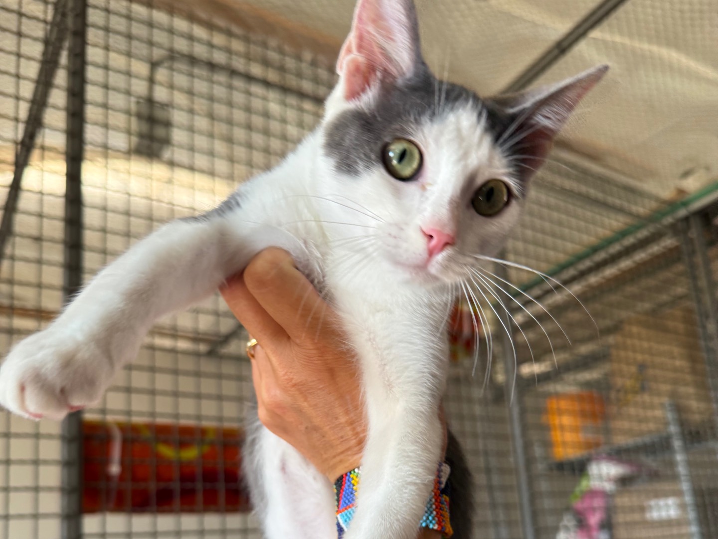 Adotta un gatto, taglia non valida, femmina, Roma