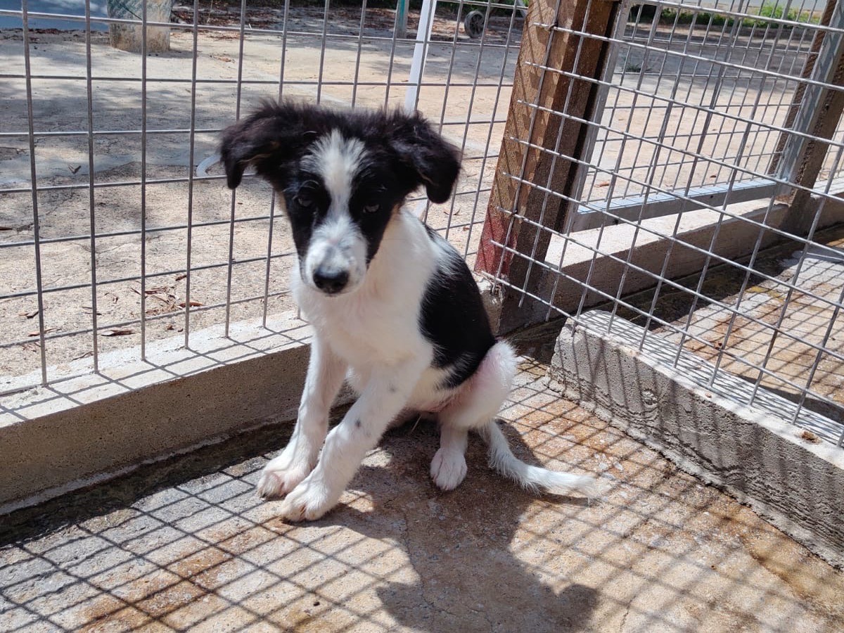Adotta un cane, femmina, 2 mesi, Vibo