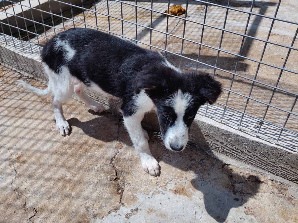 Adotta un cane, taglia media, femmina, Vibo