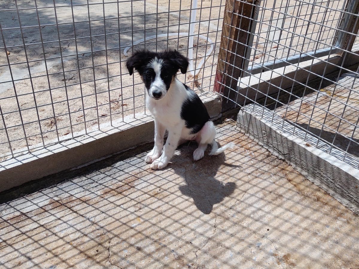 Vuoi adottare un cane a Vibo?