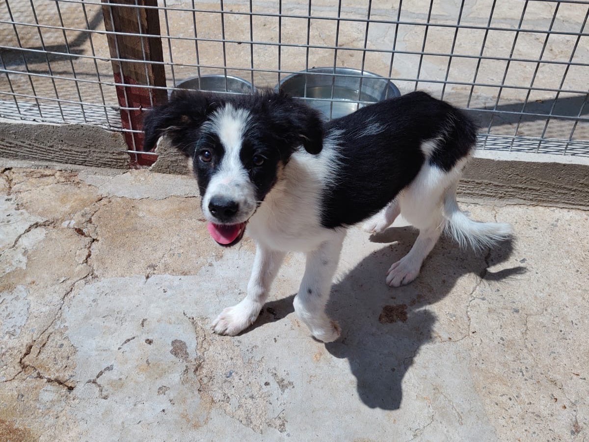 Adotta il cane Pois a Vibo