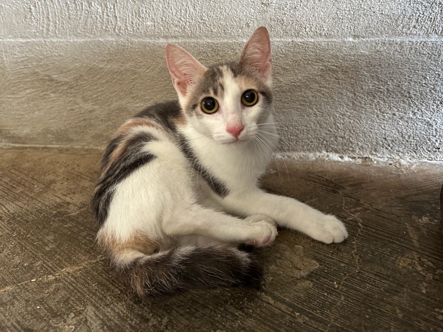 Adozione gatto, femmina, Razza sconosciuta Razza sconosciuta, 3 mesi, taglia non valida, Roma
