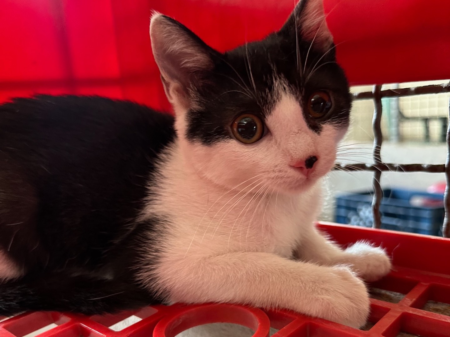 Adotta un gatto, taglia non valida, femmina, Roma