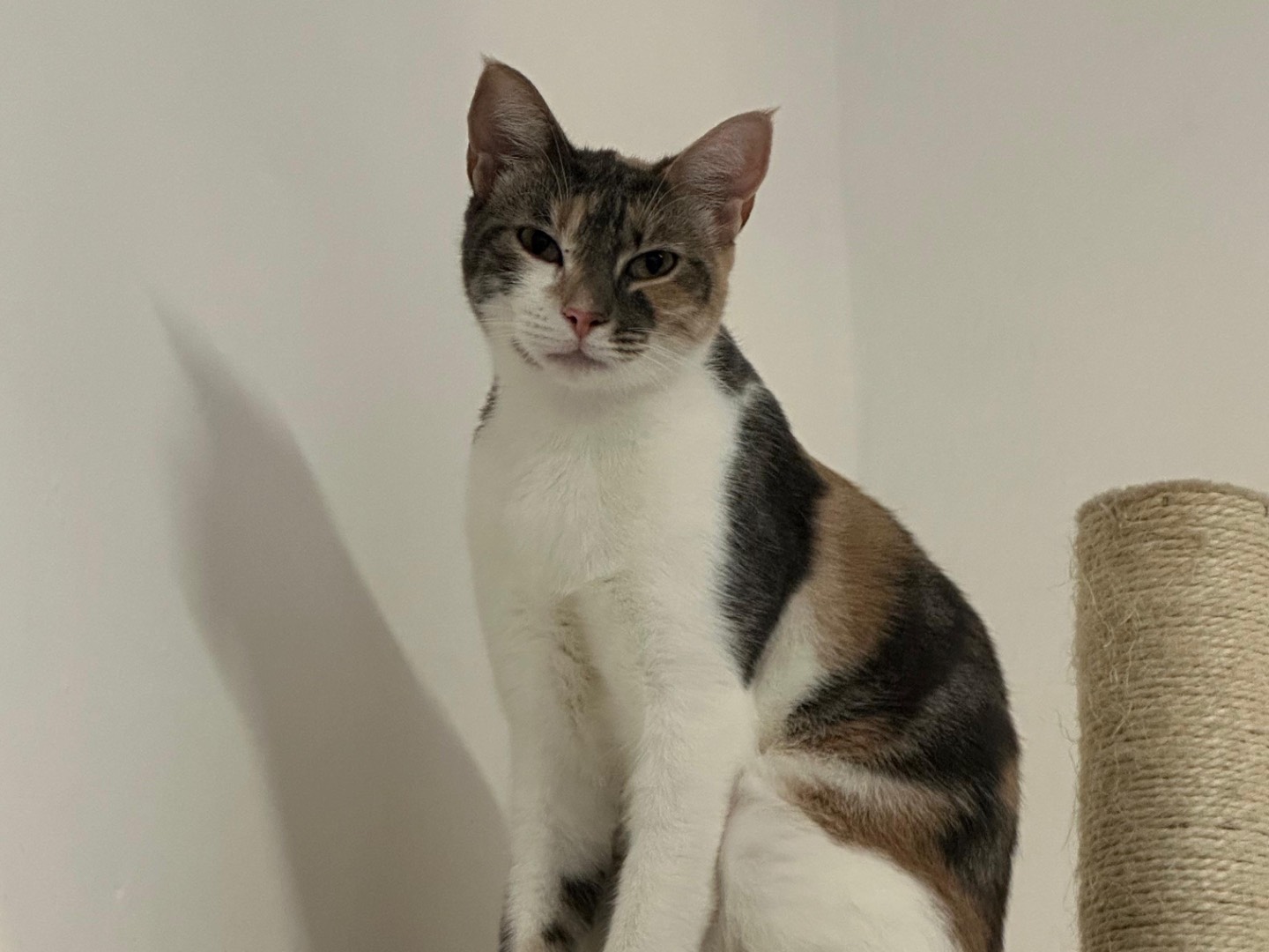 Adozione gatto, femmina, Razza sconosciuta Razza sconosciuta, 11 mesi, taglia non valida, Roma