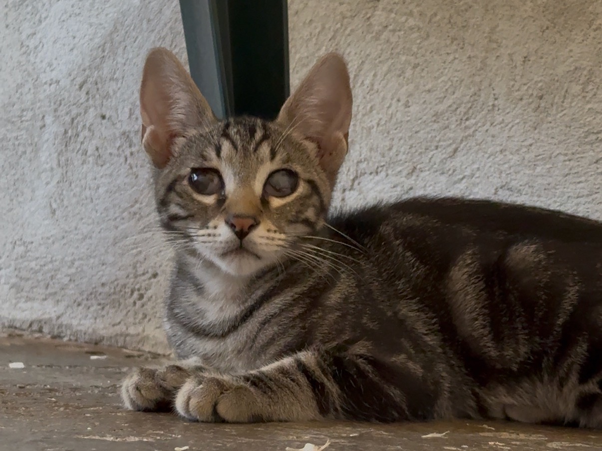 Adozione gatto, maschio, Razza sconosciuta Razza sconosciuta, 3 mesi, taglia non valida, Roma