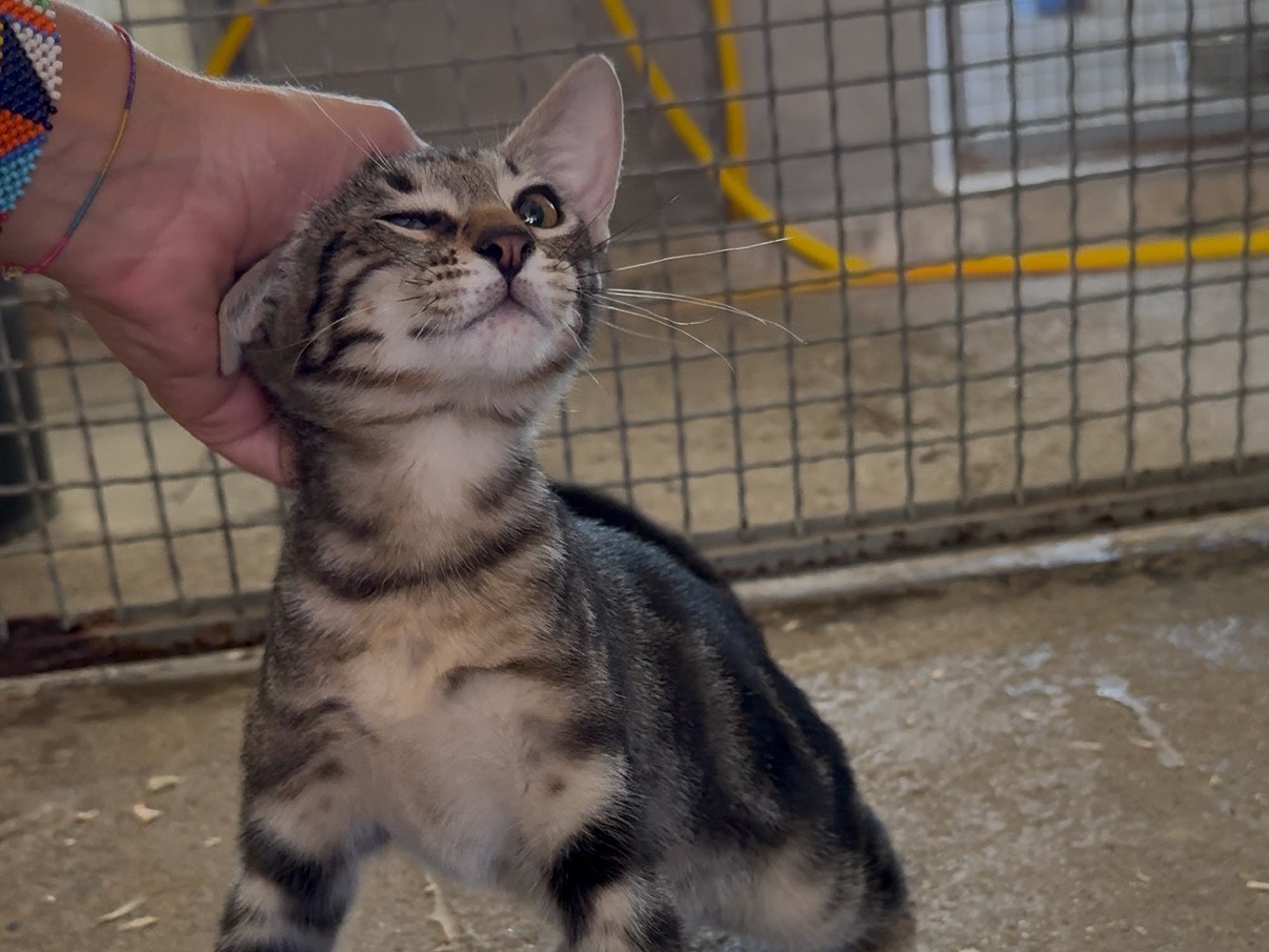 Adotta un gatto, maschio, 3 mesi, Roma