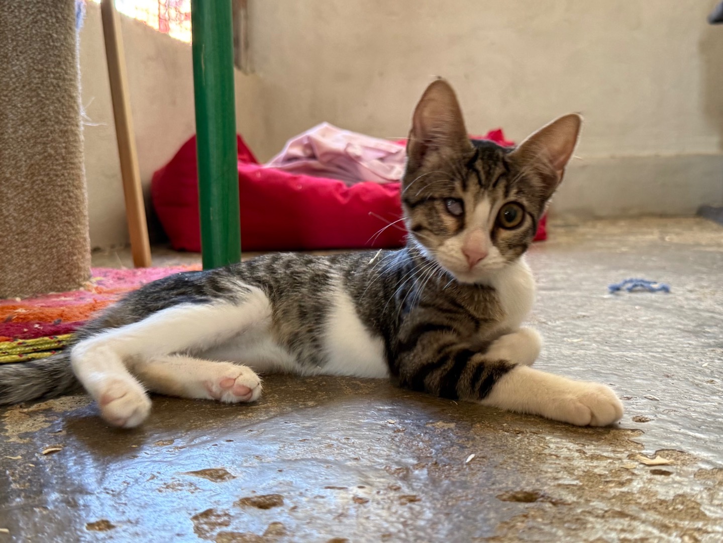 Adozione gatto, femmina, Razza sconosciuta Razza sconosciuta, 3 mesi, taglia non valida, Roma