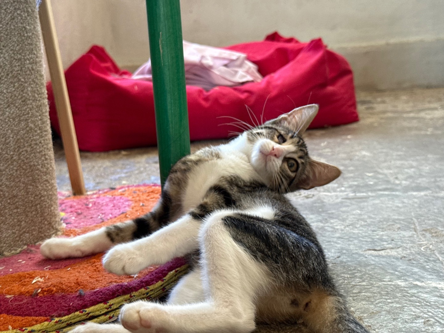 Adotta un gatto, femmina, 3 mesi, Roma