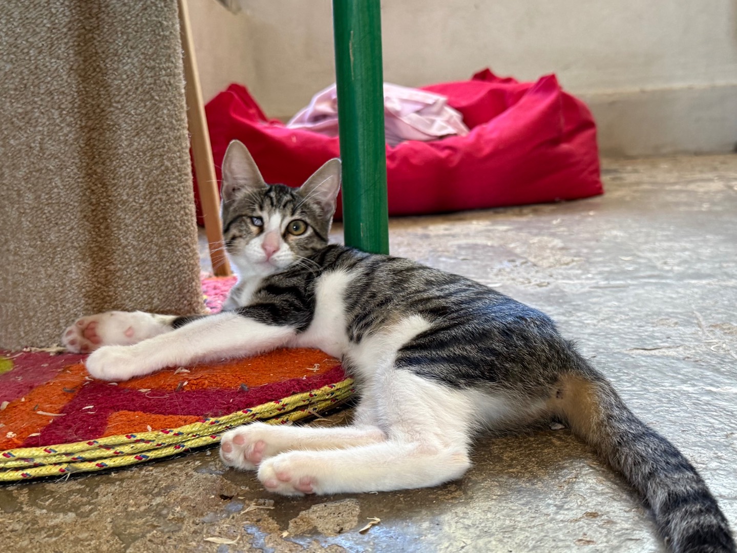 Adotta un gatto, taglia non valida, femmina, Roma