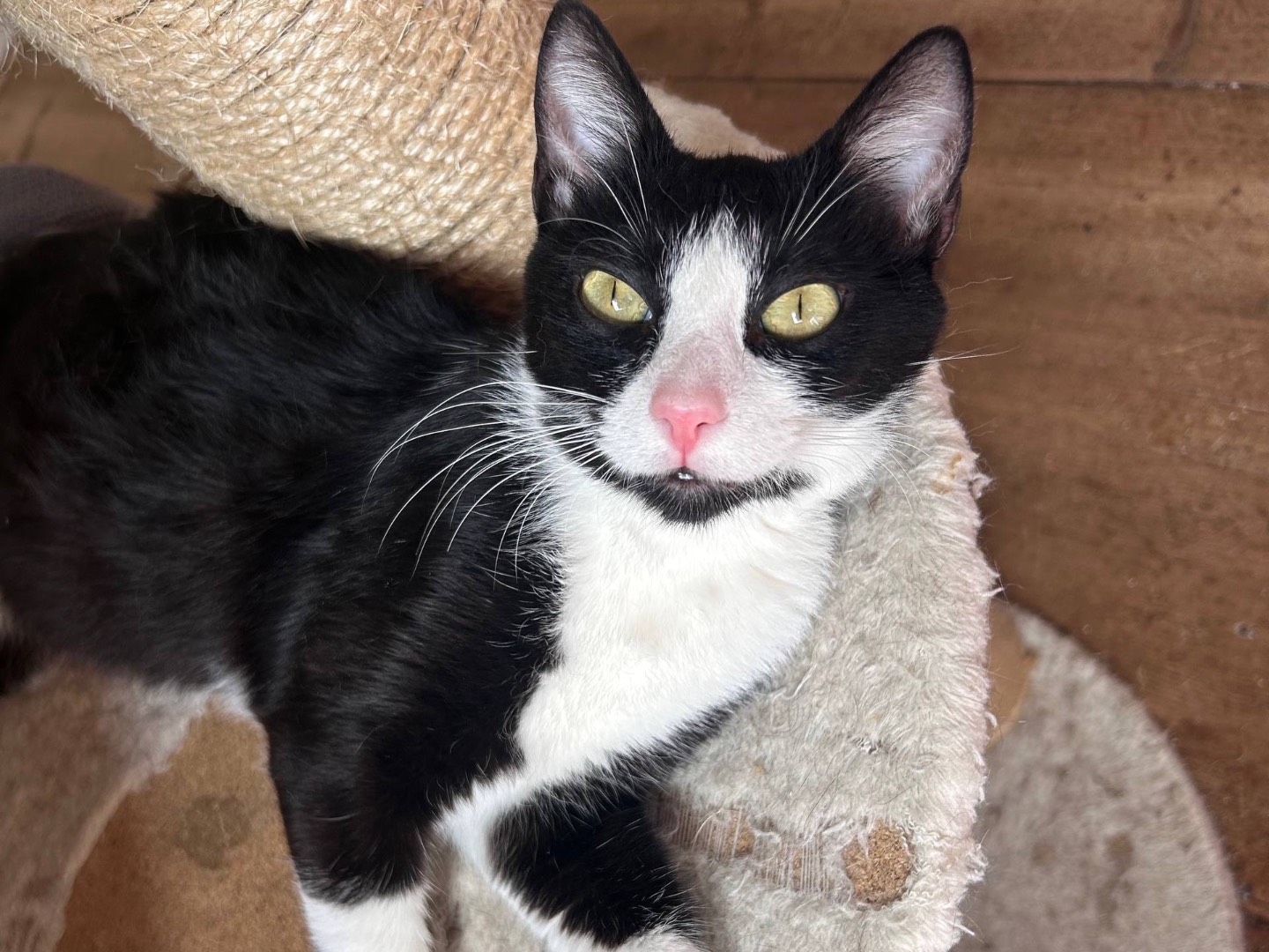 Adotta un gatto, femmina, 10 mesi, Padova
