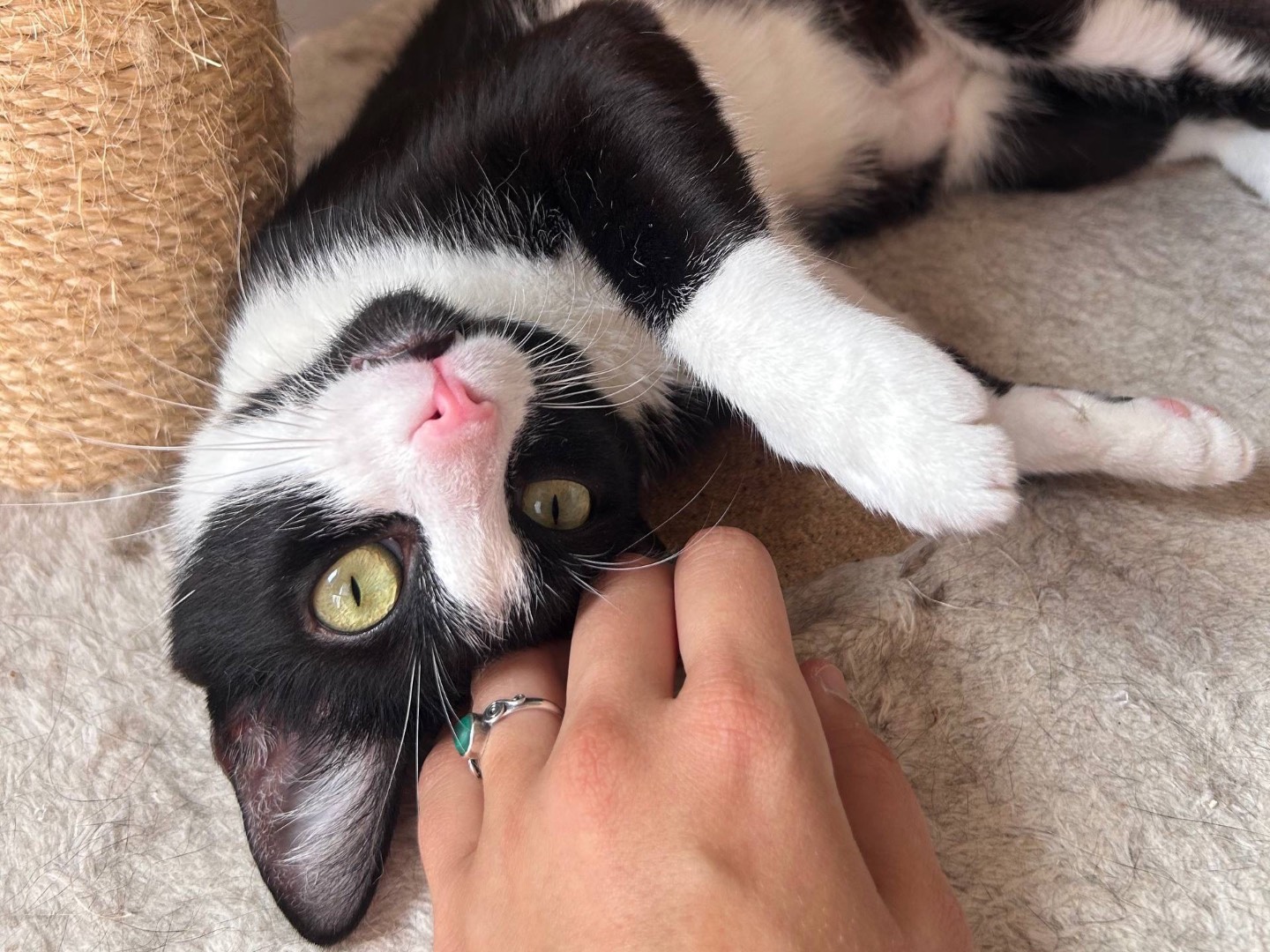 Adotta un gatto, taglia non valida, femmina, Padova