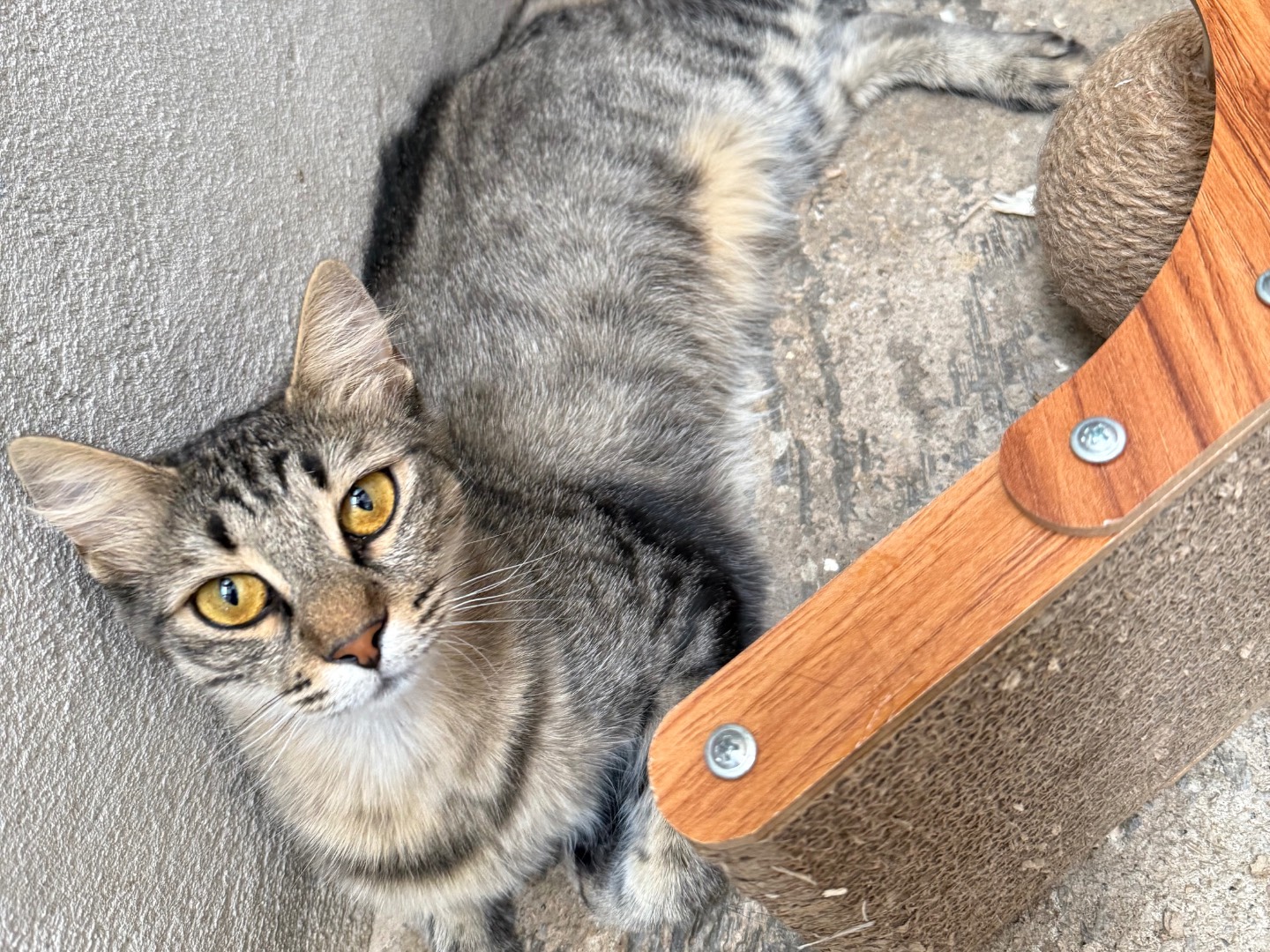 Adotta un gatto, taglia non valida, femmina, Roma