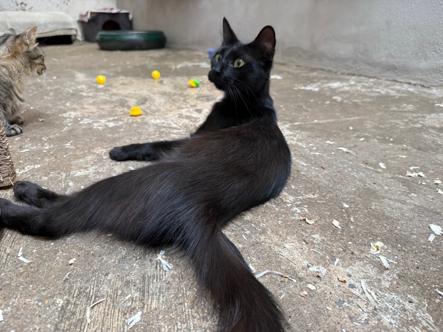 Vuoi adottare un gatto a Roma?