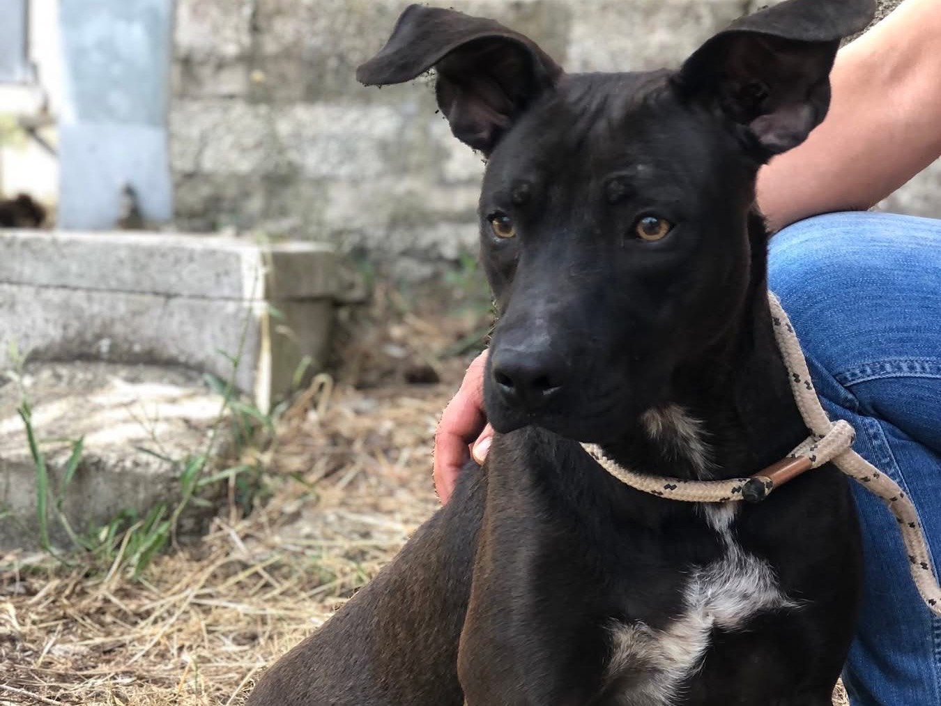 Vuoi adottare un cane a Latina?
