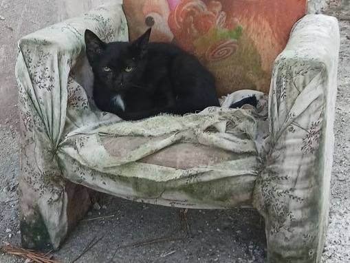 Foto 2 dell'animale
