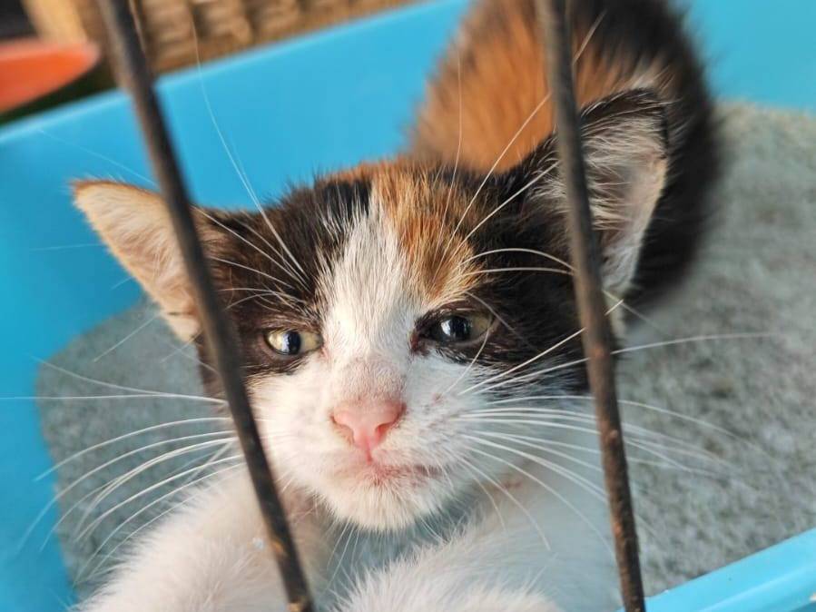 Foto 2 dell'animale