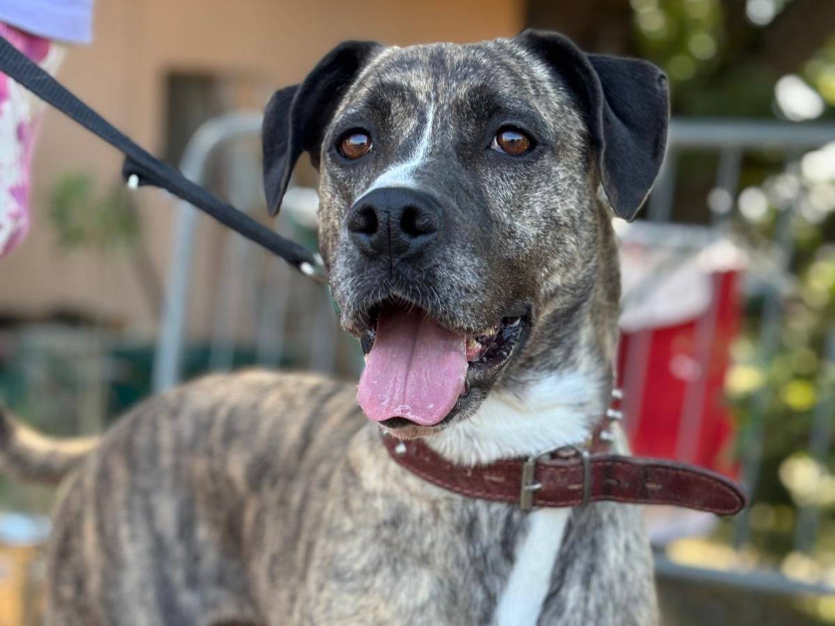 Adotta un cane, femmina, 4 anni e 4 mesi, Pisa