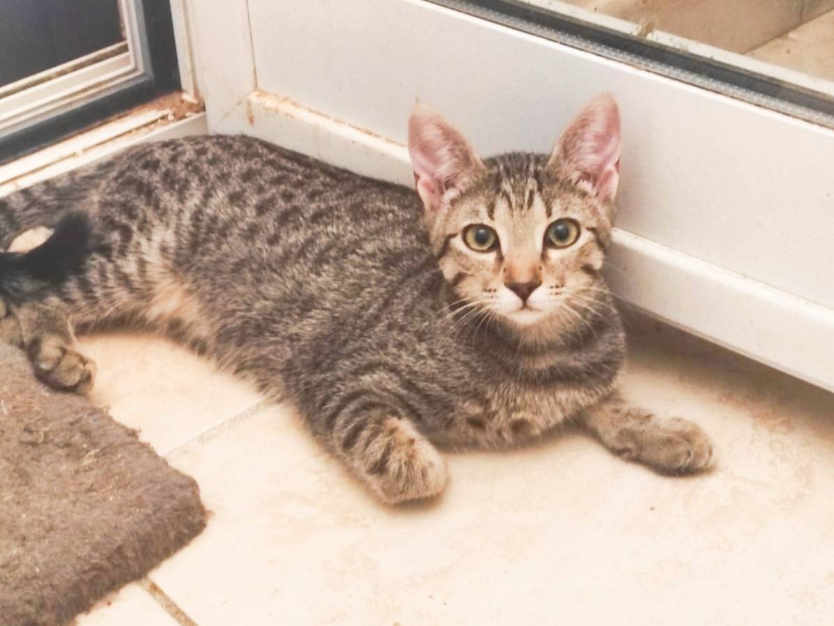 Adozione gatto, femmina, Razza sconosciuta Razza sconosciuta, 1 mesi, taglia non valida, Cremona