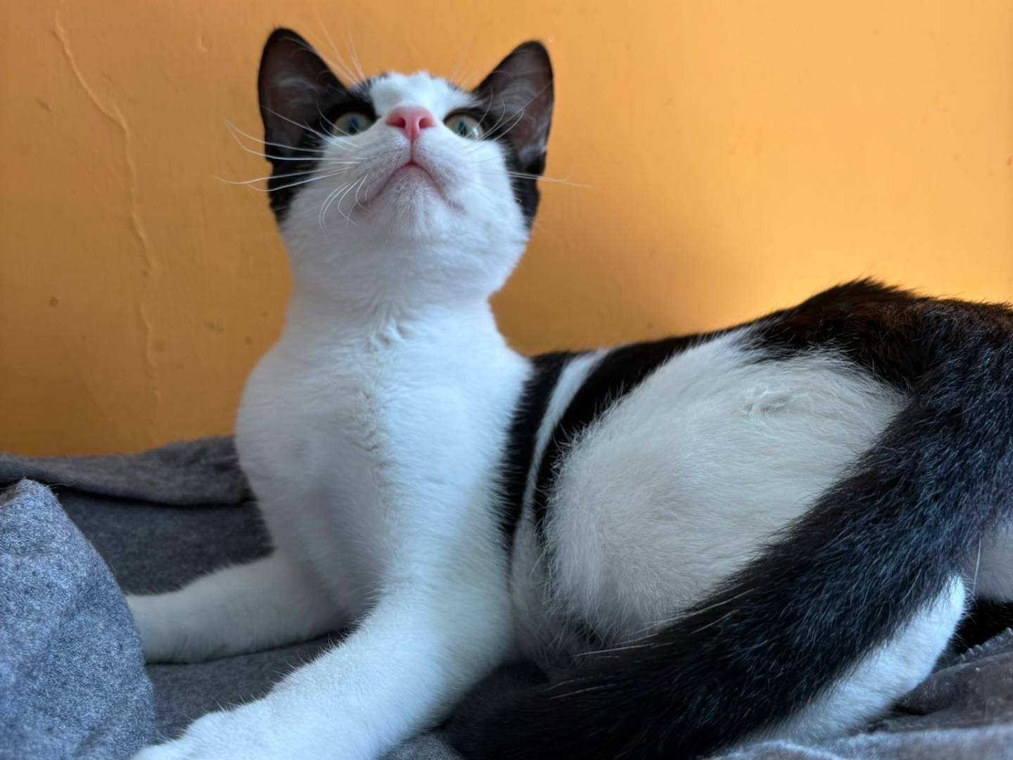 Vuoi adottare un gatto a Asti?