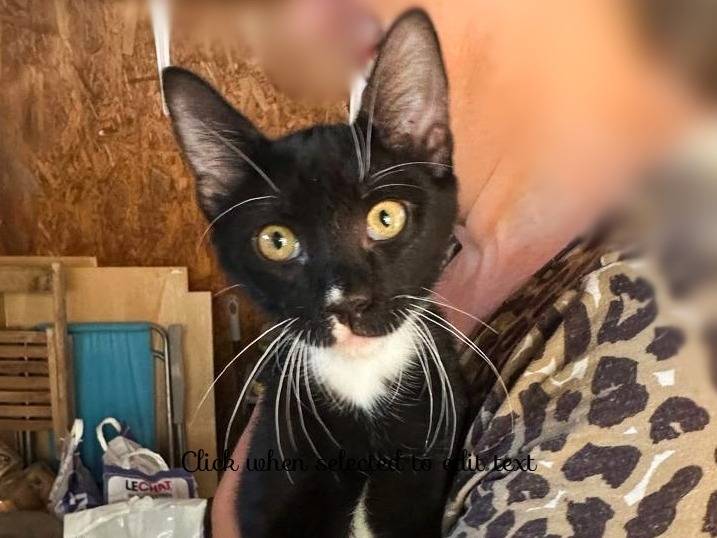 Adozione gatto, maschio, Razza sconosciuta Razza sconosciuta, 2 mesi, taglia non valida, Cremona