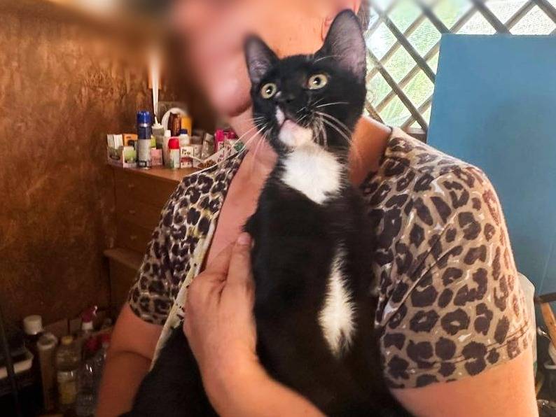 Adotta un gatto, maschio, 2 mesi, Cremona