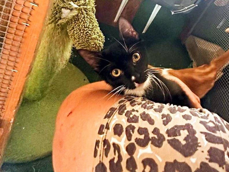 Adotta un gatto, taglia non valida, maschio, Cremona