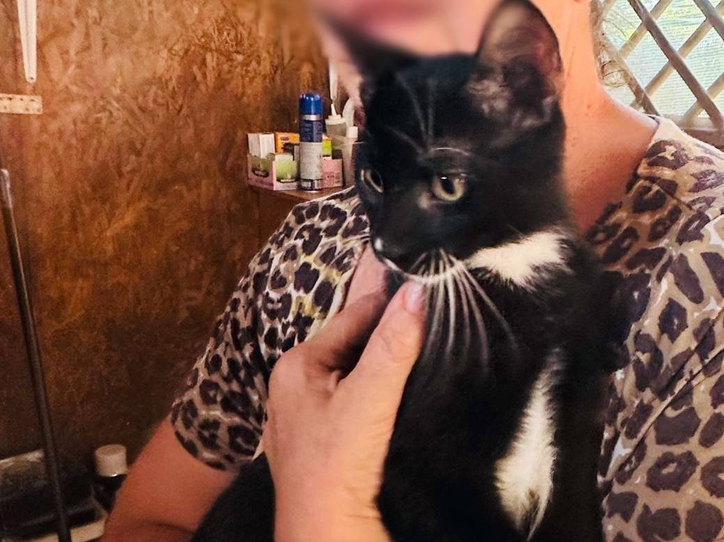 Vuoi adottare un gatto a Cremona?