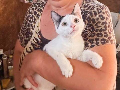 Vuoi adottare un gatto a Cremona?