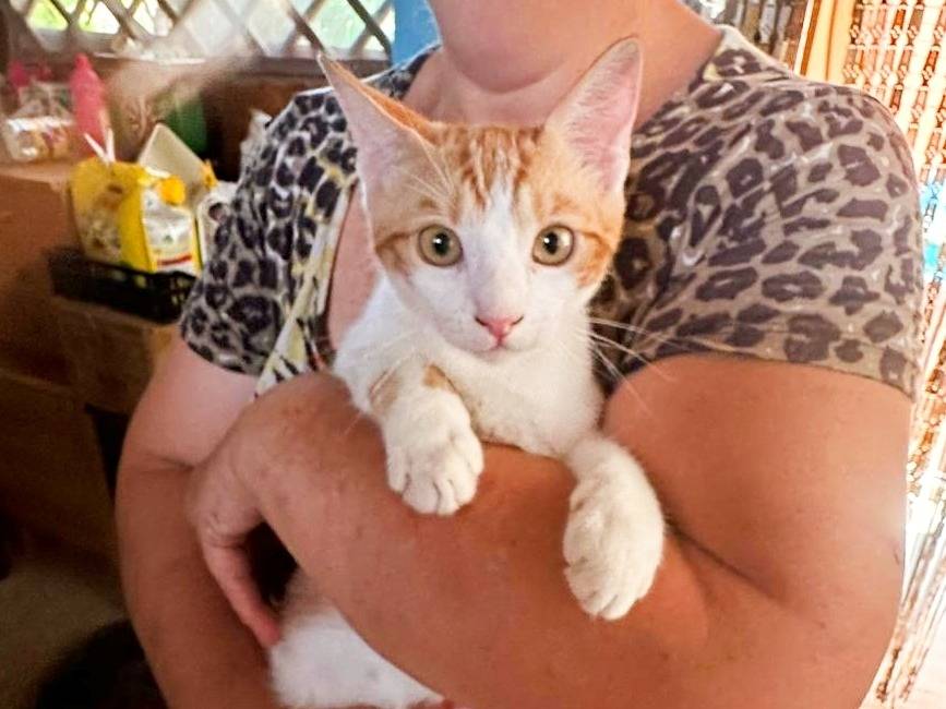 Vuoi adottare un gatto a Cremona?