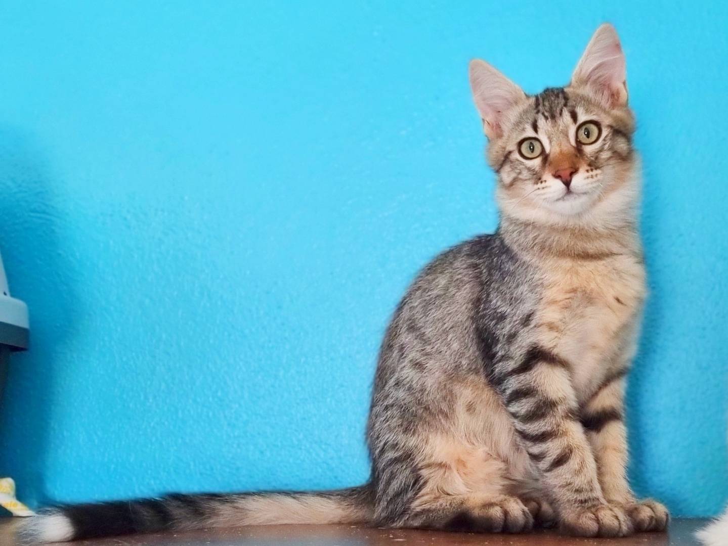Adozione gatto, maschio, Razza sconosciuta Razza sconosciuta, 1 mesi, taglia non valida, Cremona