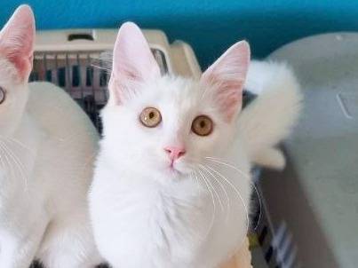 Vuoi adottare un gatto a Cremona?