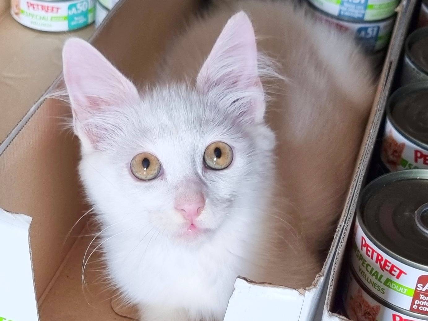 Adotta il gatto CLAMP a Cremona