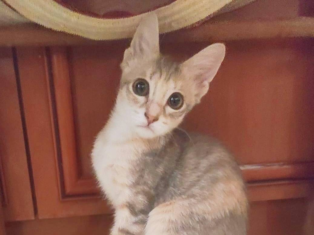 Adotta un gatto, femmina, 1 mesi, Cremona