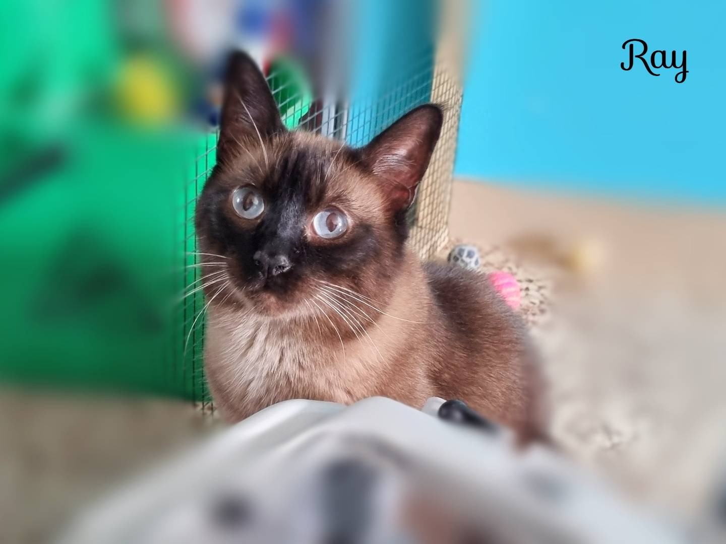 Adozione gatto, maschio, Razza sconosciuta Razza sconosciuta, 7 anni, taglia non valida, Cremona
