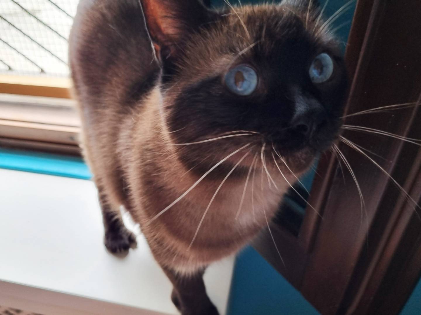 Adotta un gatto, taglia non valida, maschio, Cremona