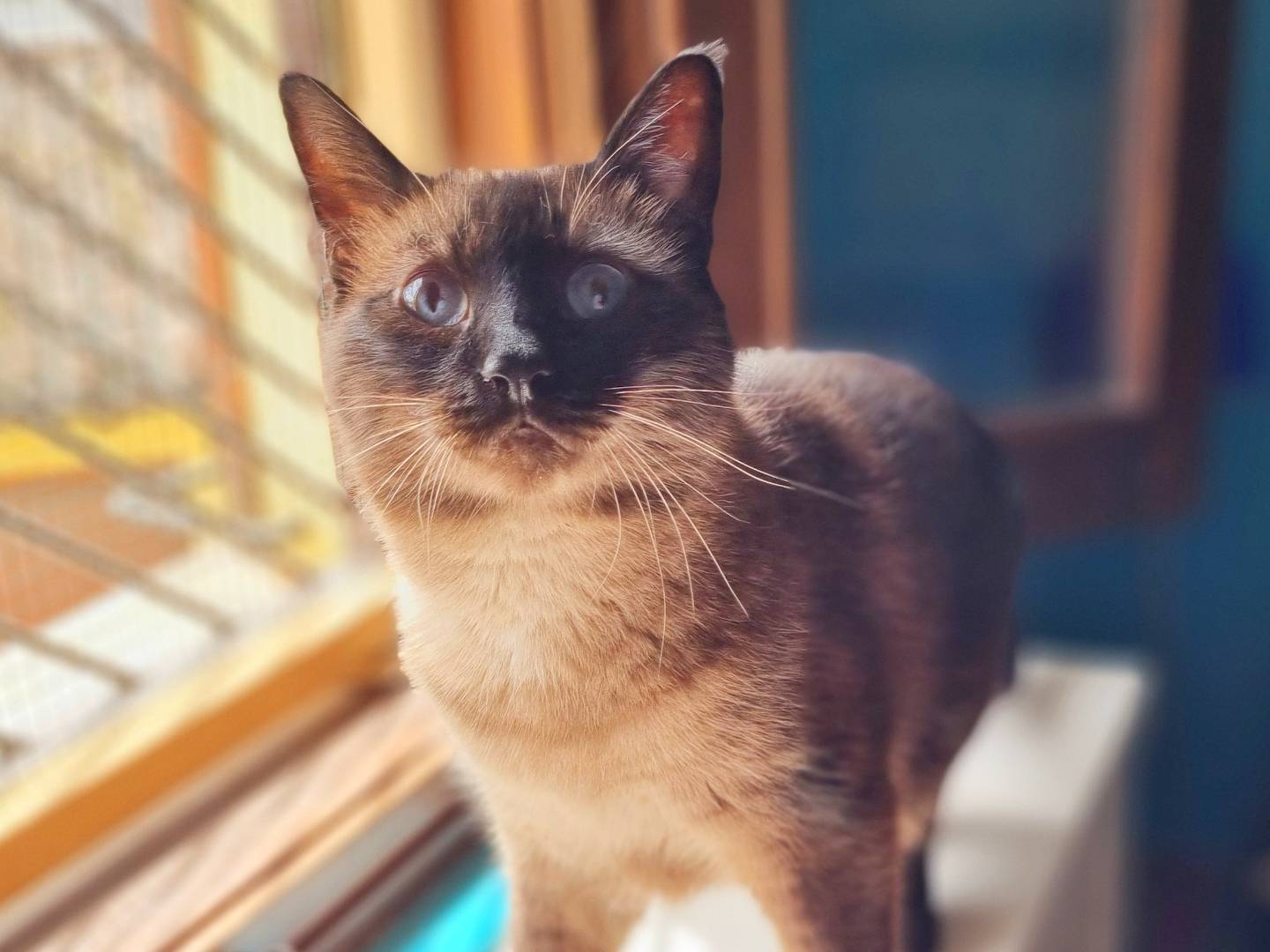 Vuoi adottare un gatto a Cremona?
